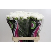 Dianthus St Holly