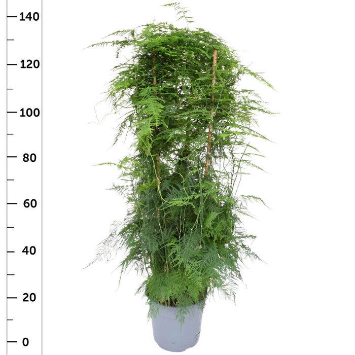 <h4>Asparagus setaceus </h4>
