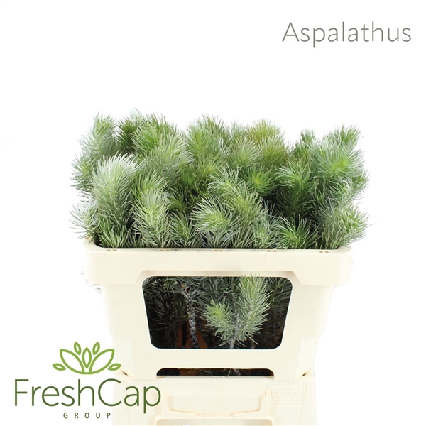 <h4>Aspalathus Sp</h4>