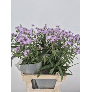 VERBENA