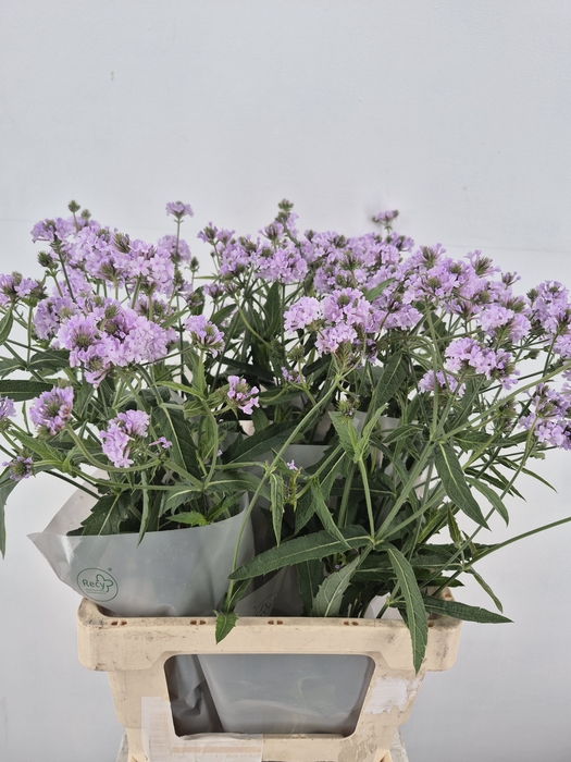 <h4>VERBENA</h4>