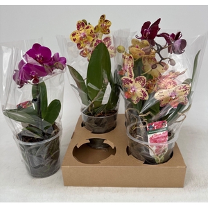 PHAL GEM