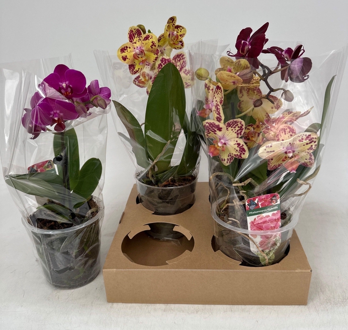 <h4>PHAL GEM</h4>