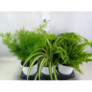 Planten  ..mix