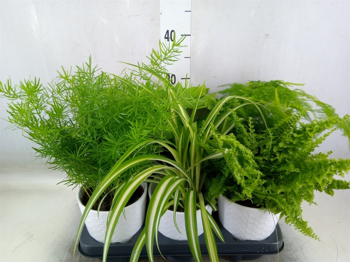 <h4>Planten  ..mix</h4>