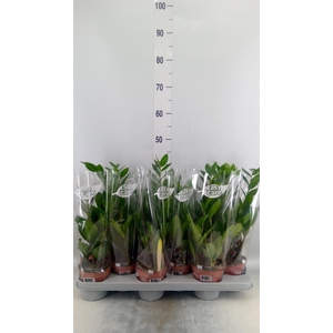 Zamioculcas zamiifolia