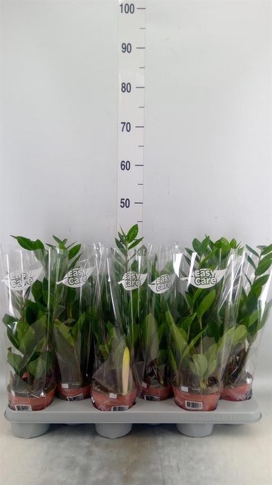 <h4>Zamioculcas zamiifolia</h4>