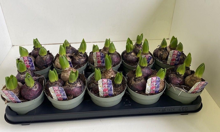 <h4>Hyacint Tricolore in olijfgroene pot</h4>