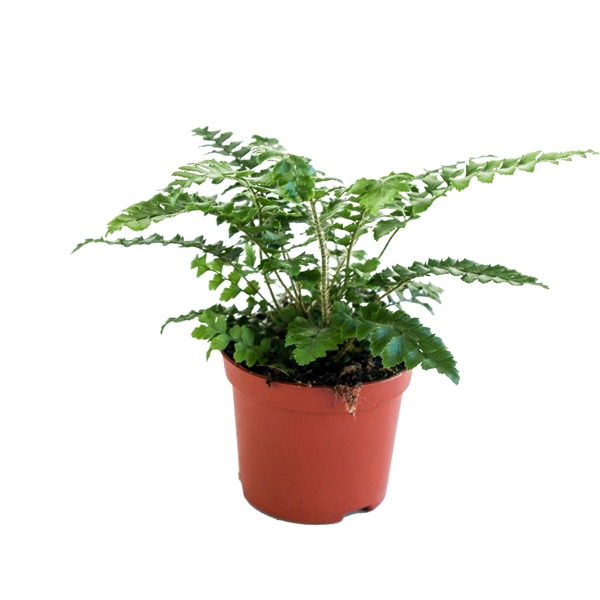 <h4>Polystichum Polyblepharum (Winterhard)</h4>