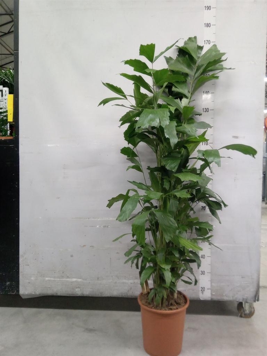 <h4>Caryota mitis</h4>