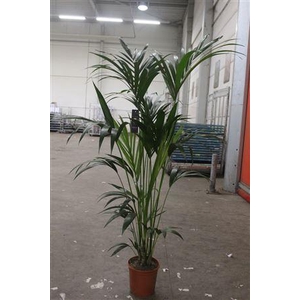 Howea Forsteriana 5pp