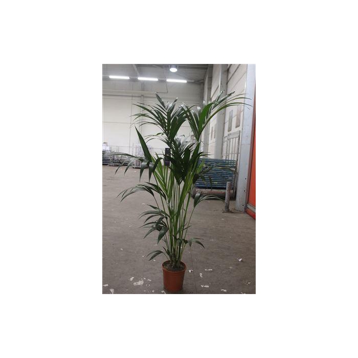 <h4>** Howea Forsteriana 5pp * Winter Promo **</h4>