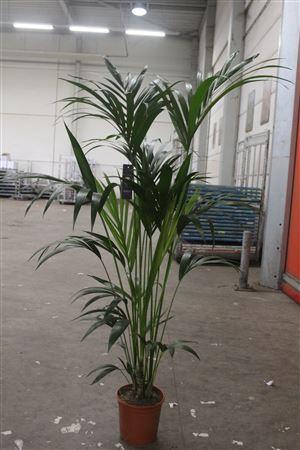 <h4>Howea Forsteriana 5pp</h4>