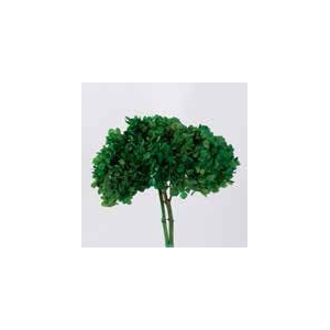 hydrangea / Hortensia olive green stabi