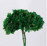 hydrangea / Hortensia olive green stabi