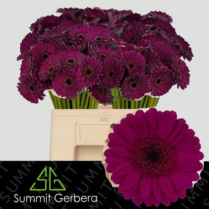 <h4>GE MI RHAPSODY</h4>