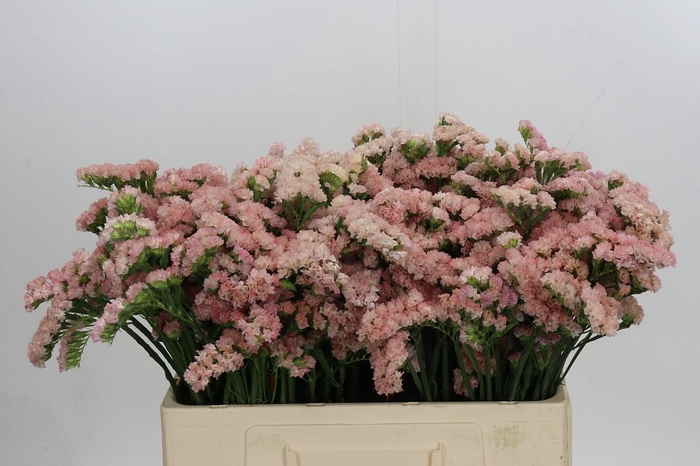 <h4>Limonium sinuatum Lucia Apricot</h4>