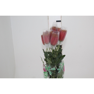 ANASTASIA CHISPA 080 CM BICOLOR