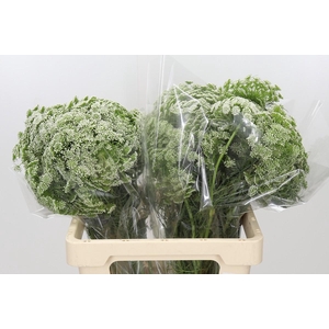 Ammi Visnaga