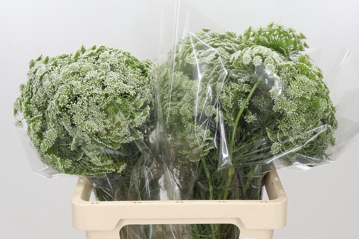 <h4>Ammi Visnaga</h4>
