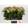 Paeonia Coral Sunset