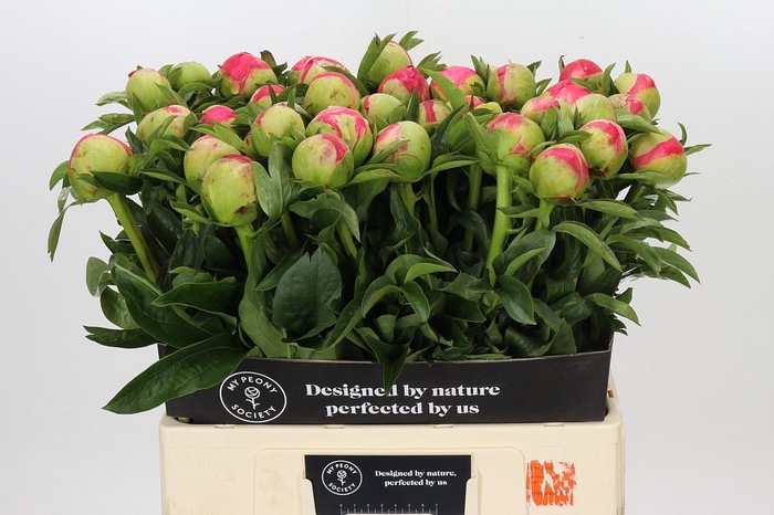 <h4>Paeonia Coral Sunset</h4>
