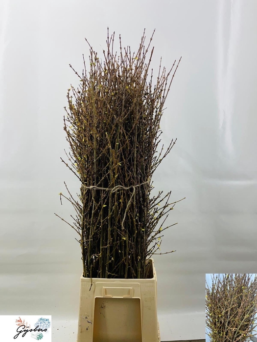 <h4>FORSY I SPECTABILIS</h4>