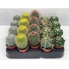CACTUS GEM
