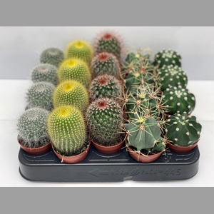 CACTUS GEM