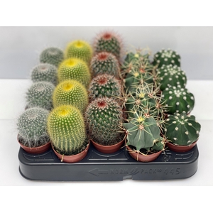 CACTUS GEM
