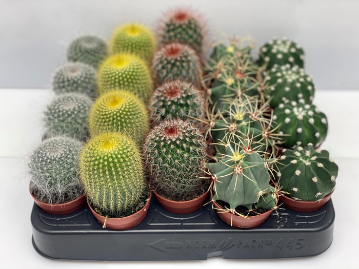 <h4>CACTUS GEM</h4>