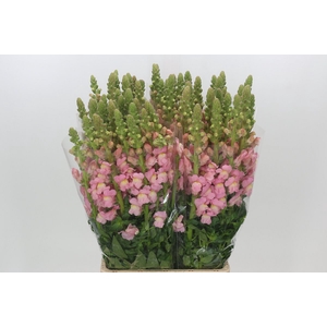 Antirrhinum Potomac Early Pink