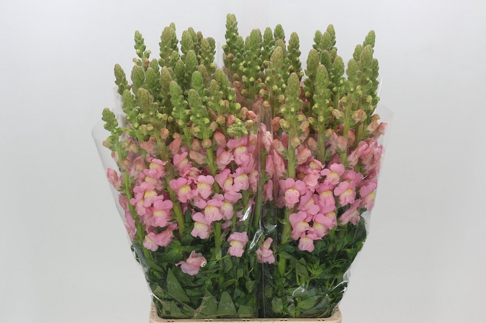 <h4>Antirrhinum Potomac Early Pink</h4>