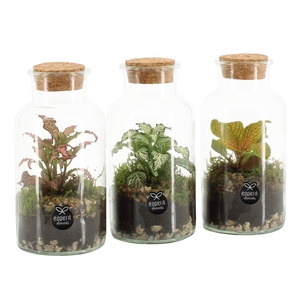 90478: Terrarium arrangement