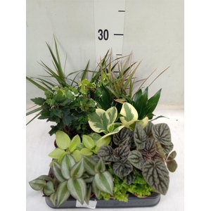 Planten  ..mix