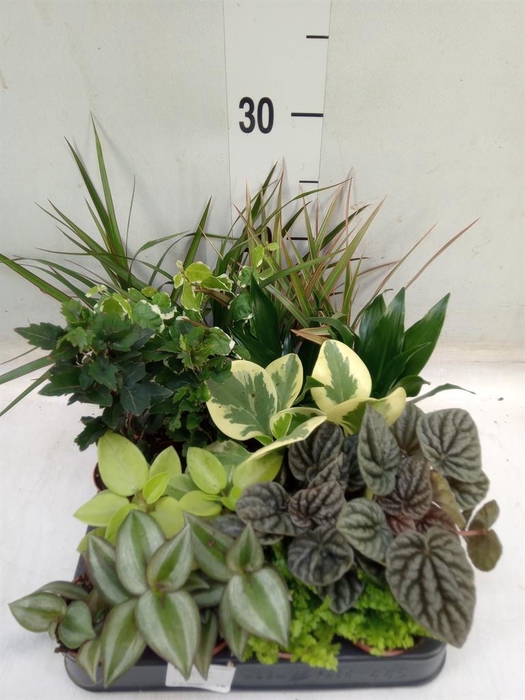 <h4>Planten  ..mix</h4>