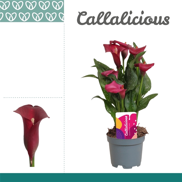 <h4>Zantedeschia Bordeaux</h4>