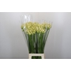 Agapanthus Gletsjer