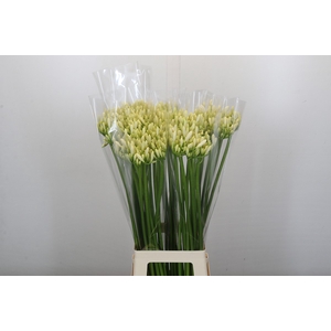 Agapanthus Gletsjer