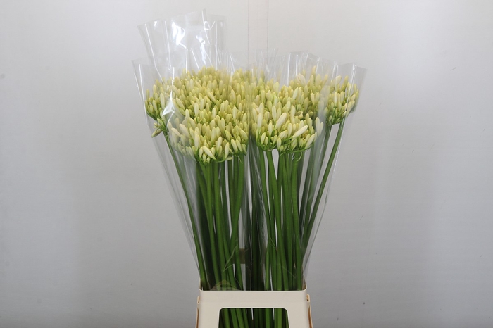 Agapanthus Gletsjer