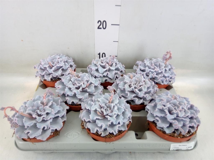 <h4>Echeveria   ...</h4>