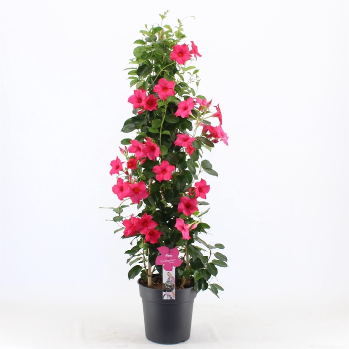 <h4>Mandevilla sand. 'SumStar Pink'</h4>