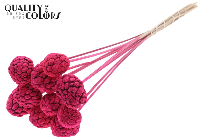 Atta Fruit on stem Bleached Cerise