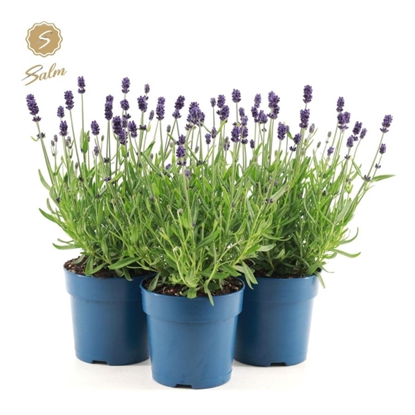 <h4>Lavandula ang. 'Felice'® Collection P12</h4>