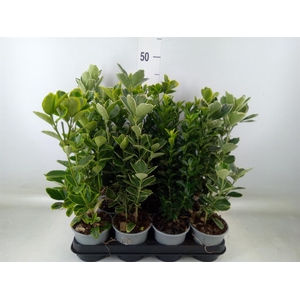 Euonymus japon.   ...mix