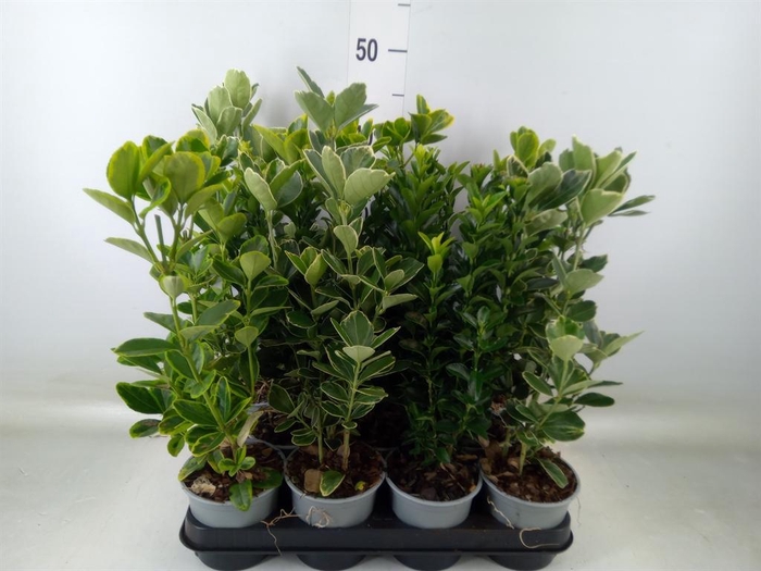 <h4>Euonymus japon. ...mix</h4>