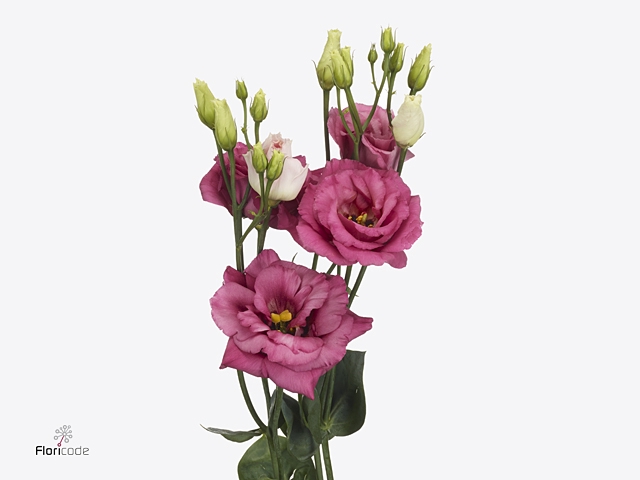 Eus G Excal Hot Pink