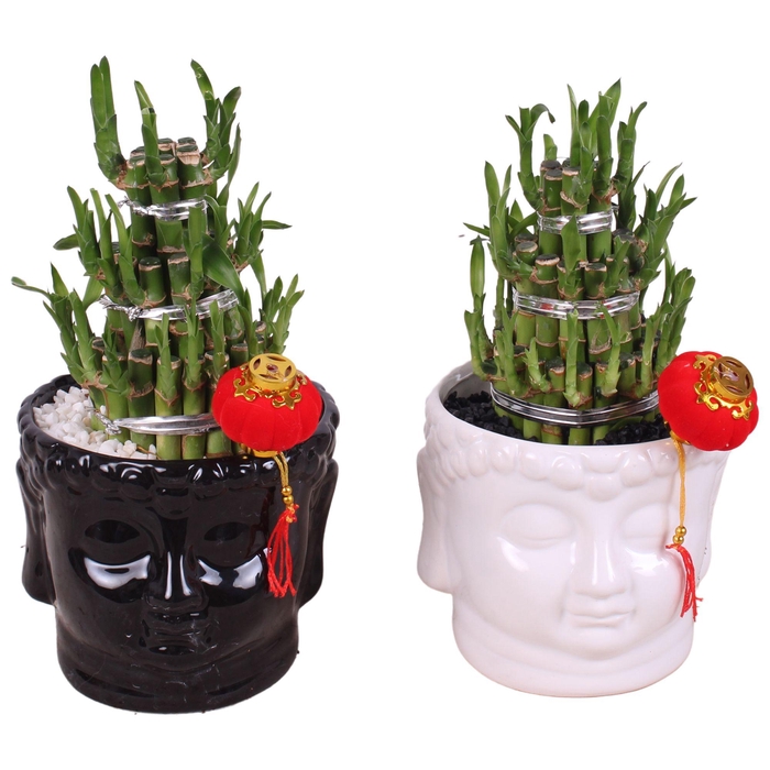 <h4>Lucky Bamboo Round 3 Small in Buddha head pot Black/White Ø15cm</h4>