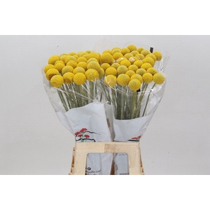 Craspedia Paintball Pop*