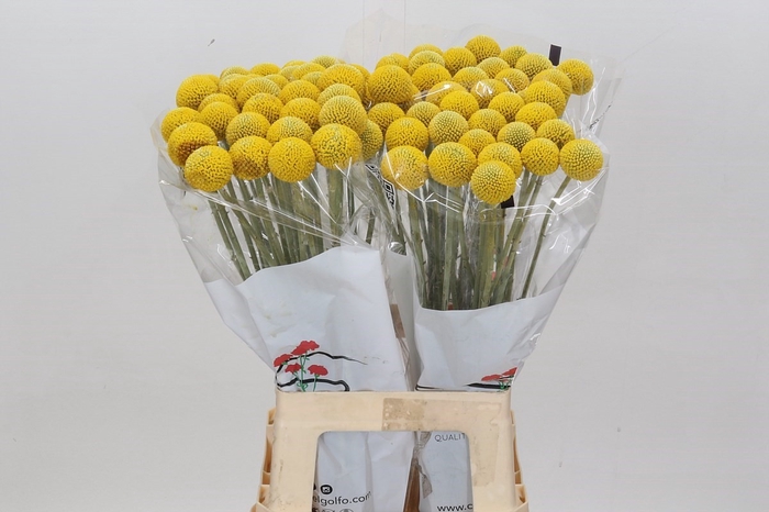 <h4>Craspedia Paintball Pop*</h4>